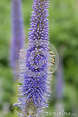 Siberian Veronicastrum sibiricum Sachalinense, close-up of a flower spike Stock Photo